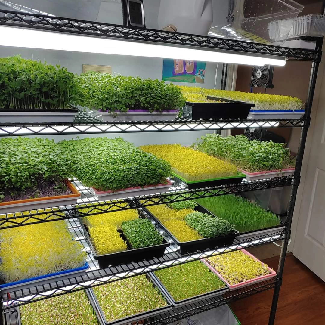 grow light tube for Microgreens