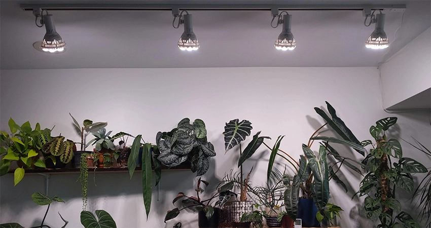 shop lights for houseeplants