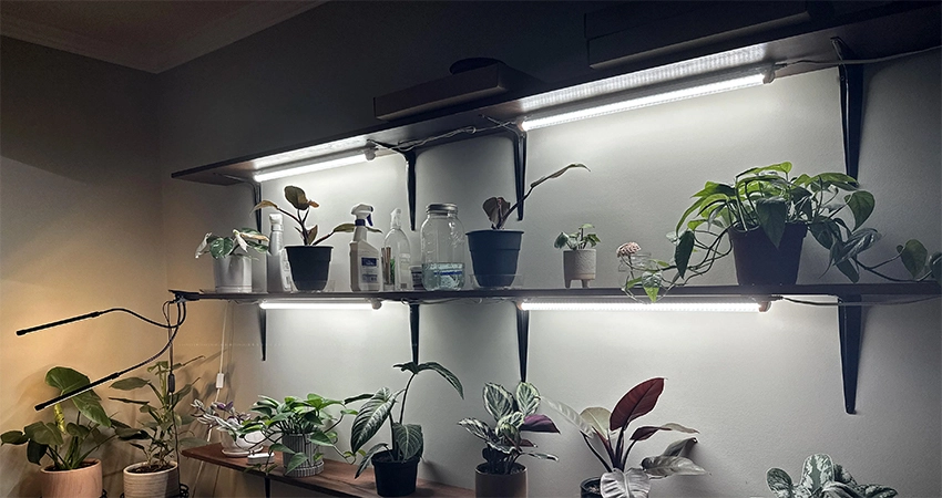 t8 shop lights for plants