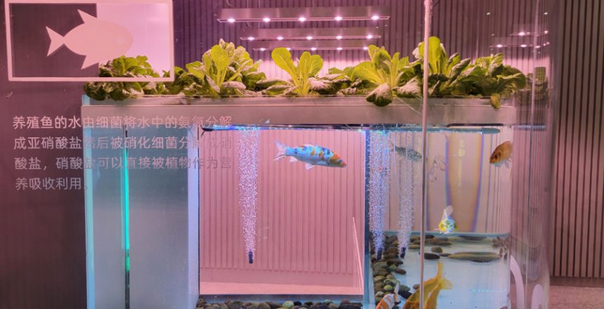 Aquaponic Really Work