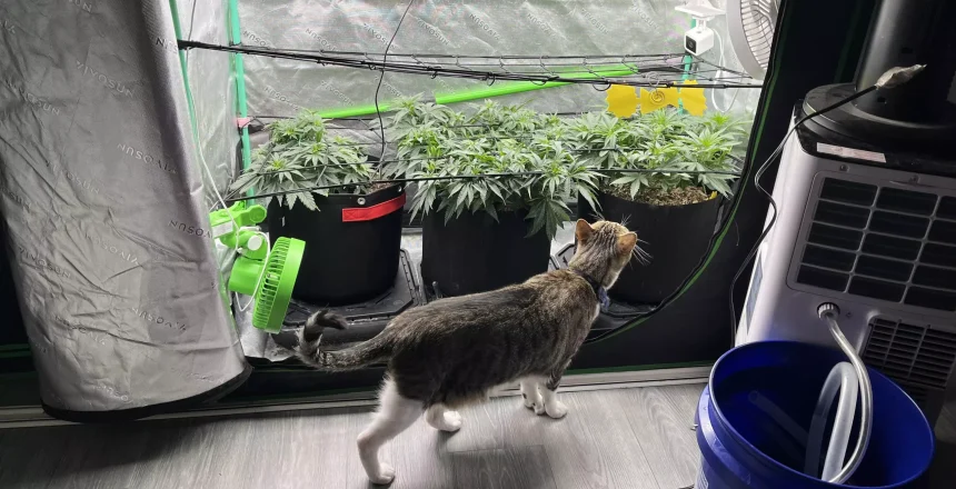 Are Grow Lights Harmful to Pet