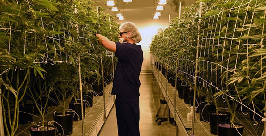 Are LED Grow Lights Safe for Humans