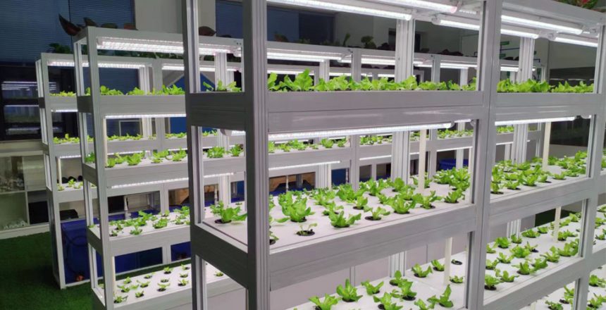 Grow Vertical Farming in A Small Space