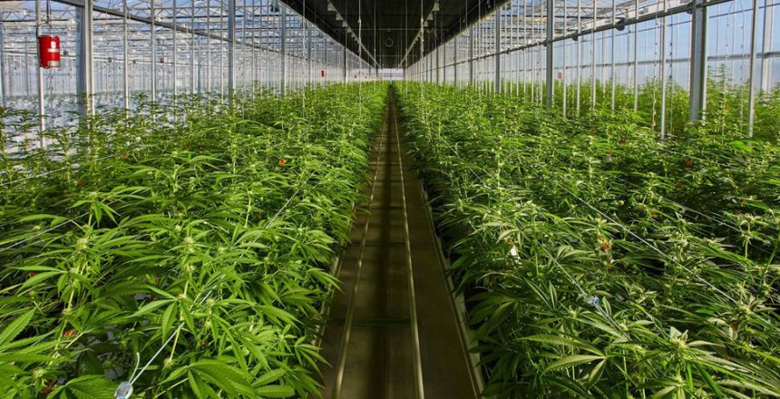 How Does Cannabis Driving the LED Cannabis Lighting