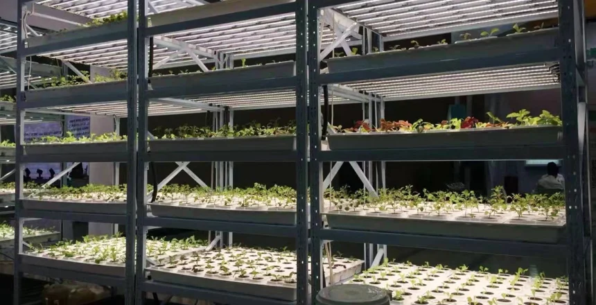 How Many Watts Do LED Grow Lights Use