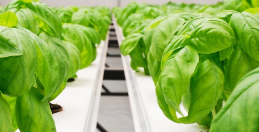 Hydroponic Grow As Much As Soil