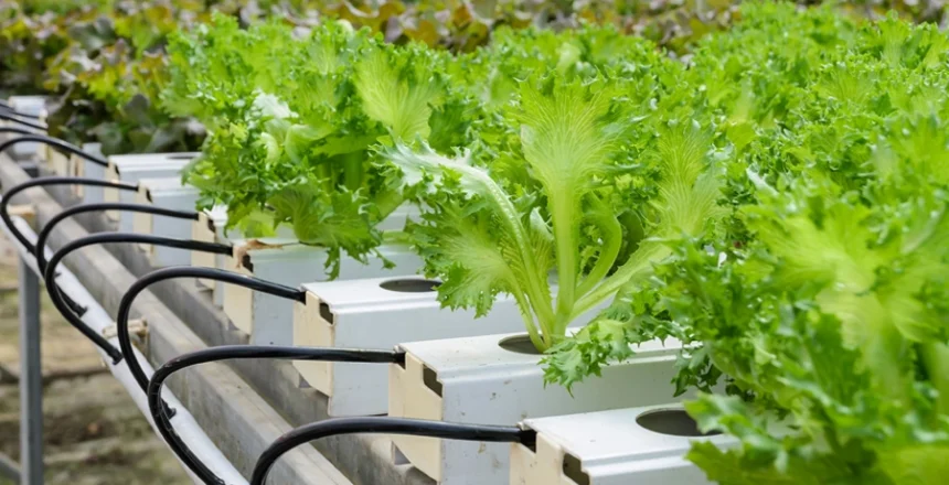 Is Hydroponic Organic Farming or Intensive Farming