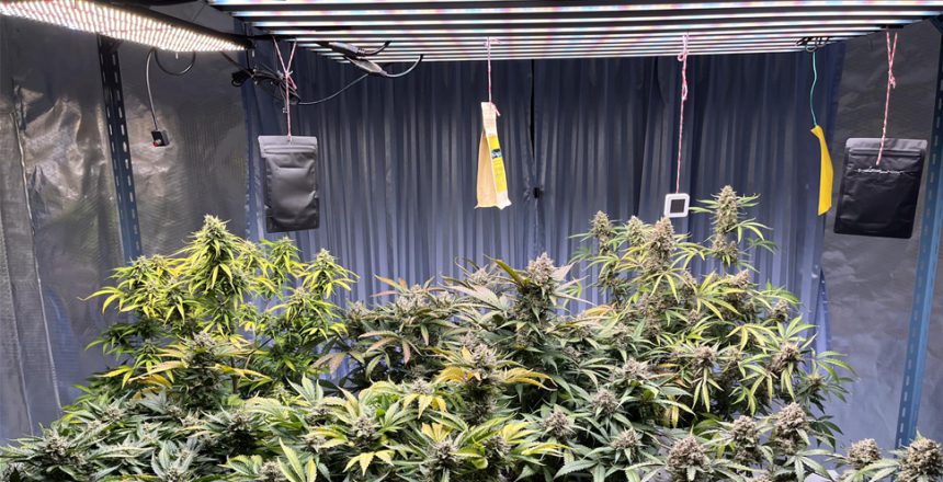 LED grow light height above plants