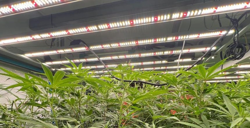 LED grow lights