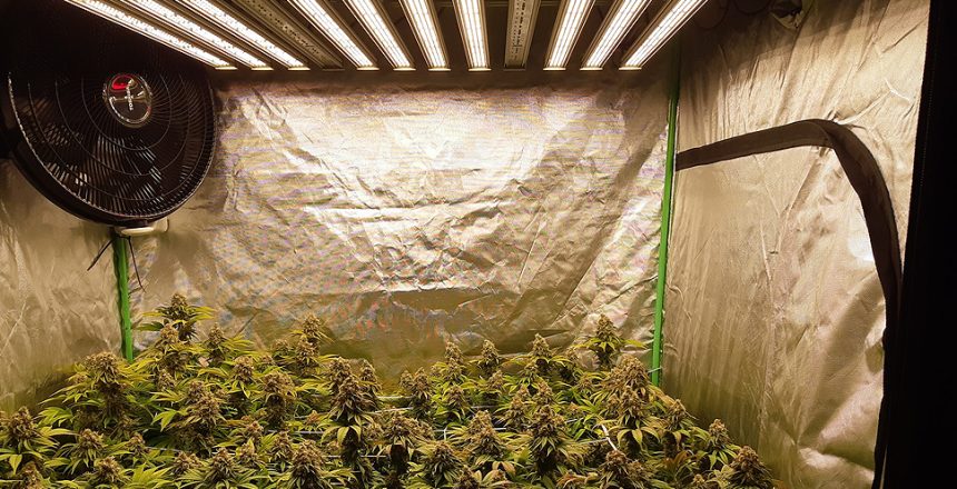 LED marijuana grow lights