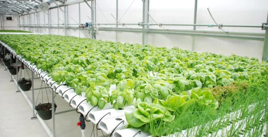 Monitor in Hydroponic Farming