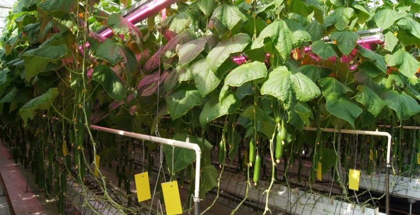 Soil Fertilizers Work Well