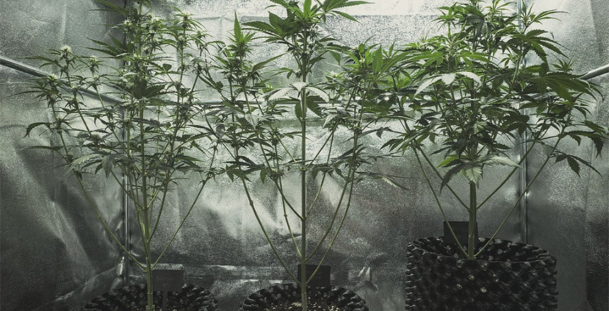 Stretching in Cannabis Plants