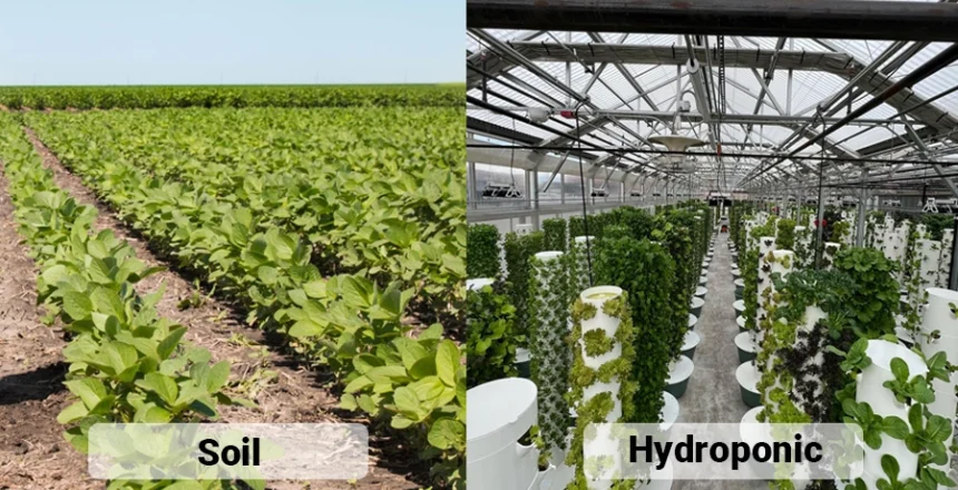Traditional Farming and Hydroponics