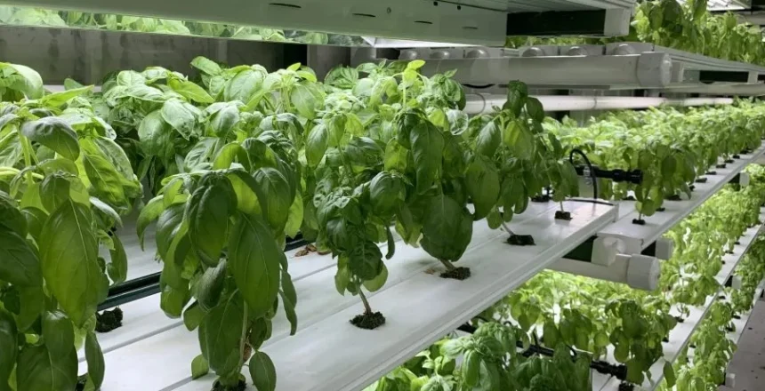 Ways to Grow Hydroponics