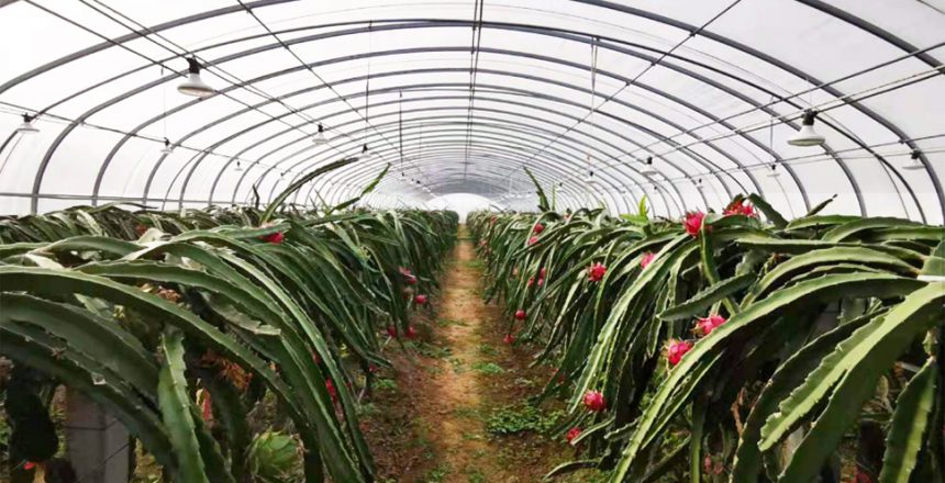 What are the methods of growing dragon fruit