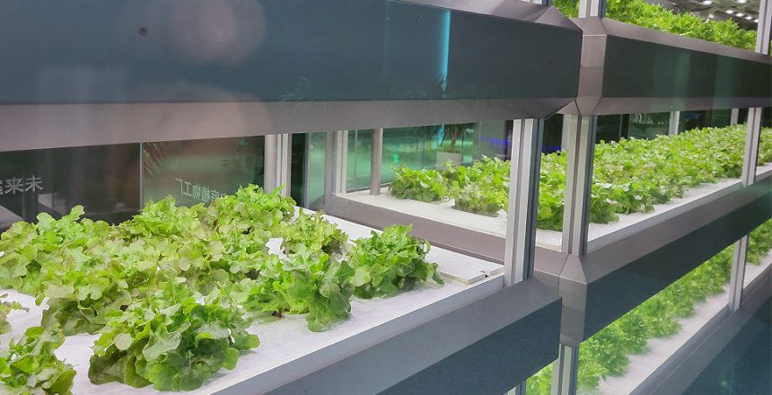 What is the Fastest Growing Hydroponic System