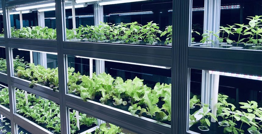 are hydroponic vegetables safe to eat