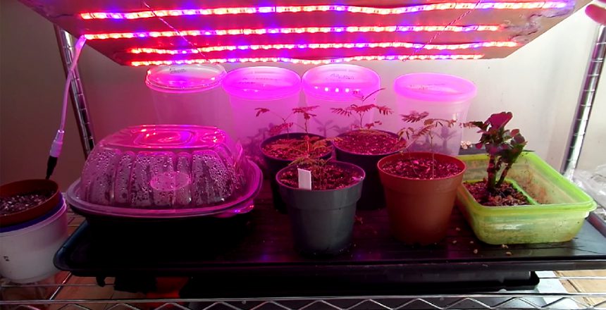 can LED strip lights be used as grow lights