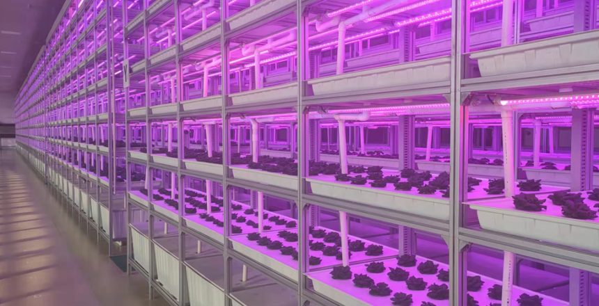 do LED grow lights emit uv