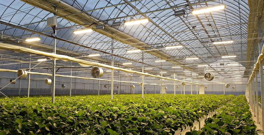 do you need grow lights in a greenhouse