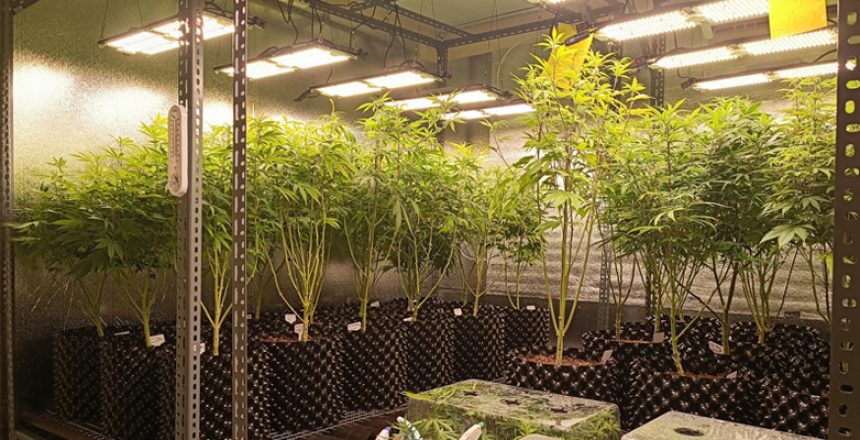 grow hemp in australia