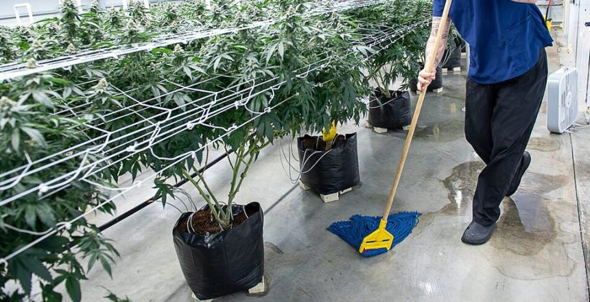 grow room cleaning checklist