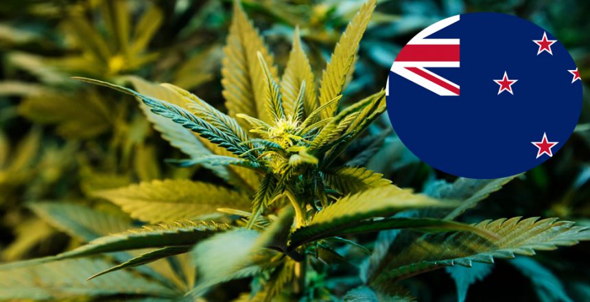 growing hemp in NZ