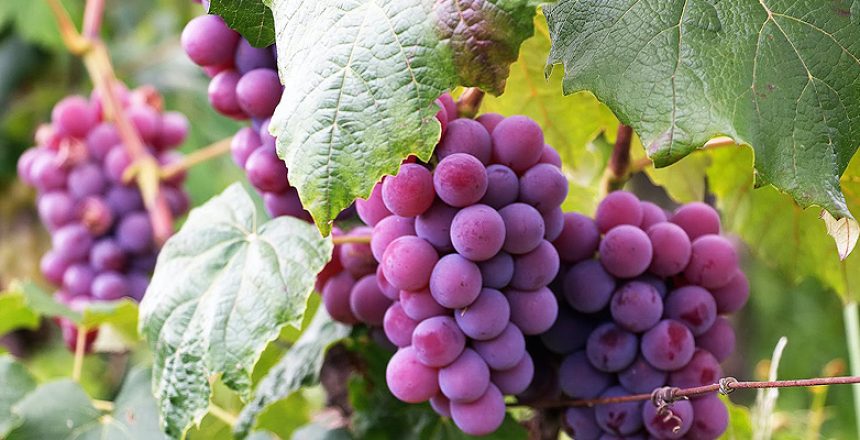 growing grapes in a small garden