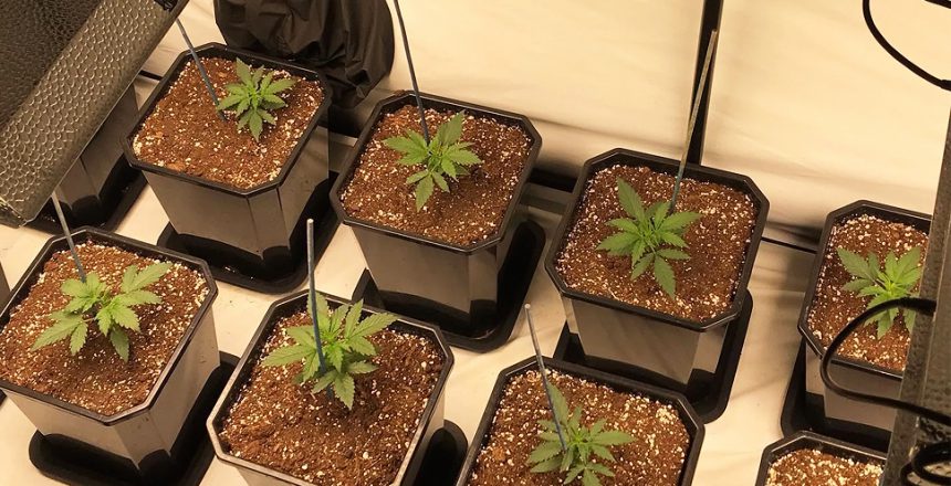 growing tent for weed