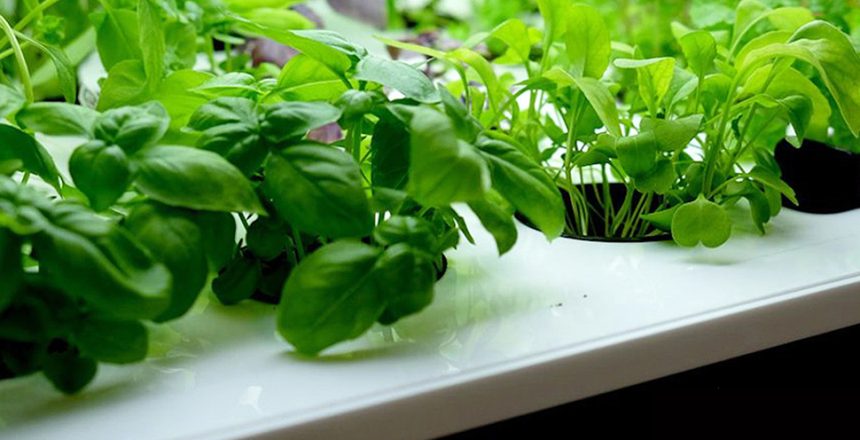 how long is a hydroponic grow cycle