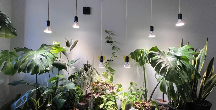plants need more light