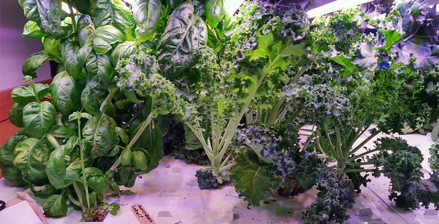 problems in hydroponics