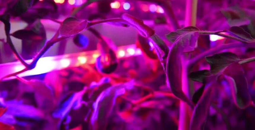 what does purple light do