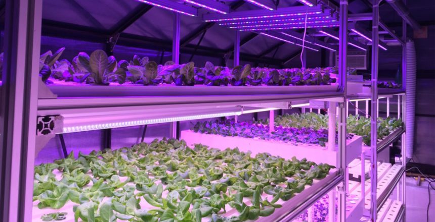 what is a plant factory