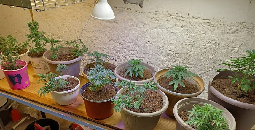 will LED grow lights fade furniture